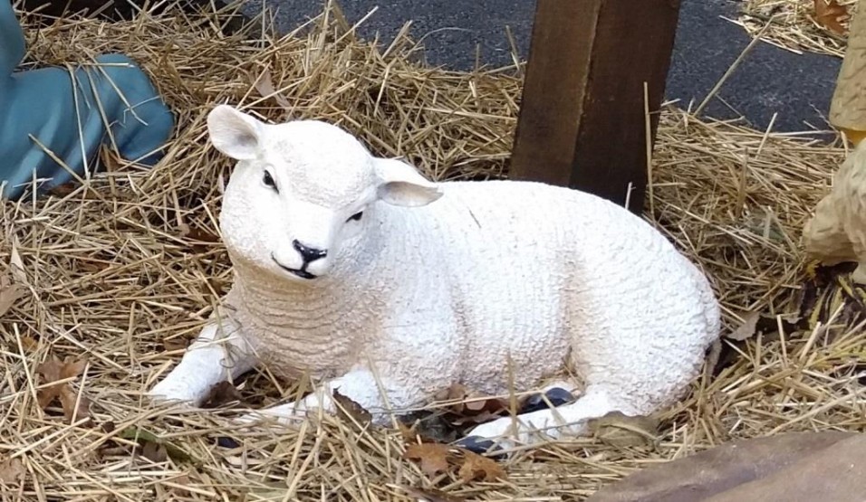 Little Lamb Born in the Manger